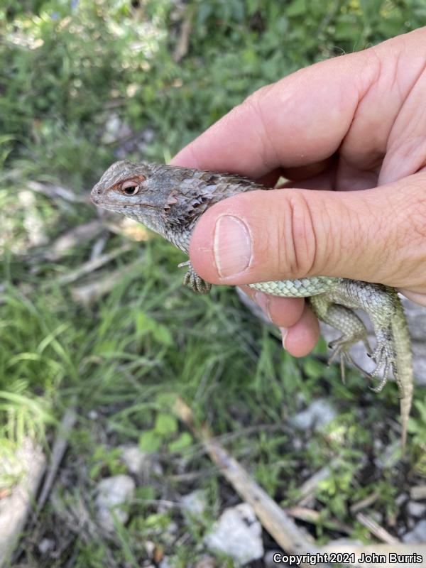 Rough Lizard (Sceloporus horridus)