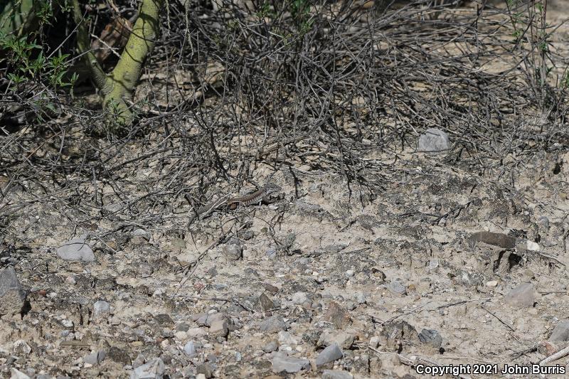 Sack's Spotted Whiptail (Aspidoscelis sackii sackii)