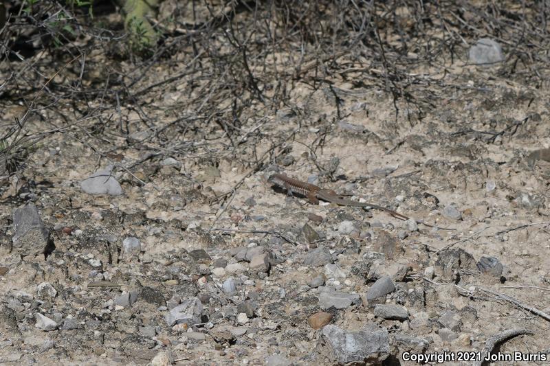 Sack's Spotted Whiptail (Aspidoscelis sackii sackii)