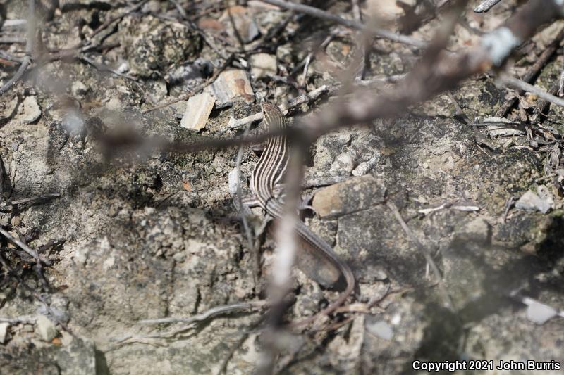 Mexican Pygmy Whiptail (Aspidoscelis parvisocia)