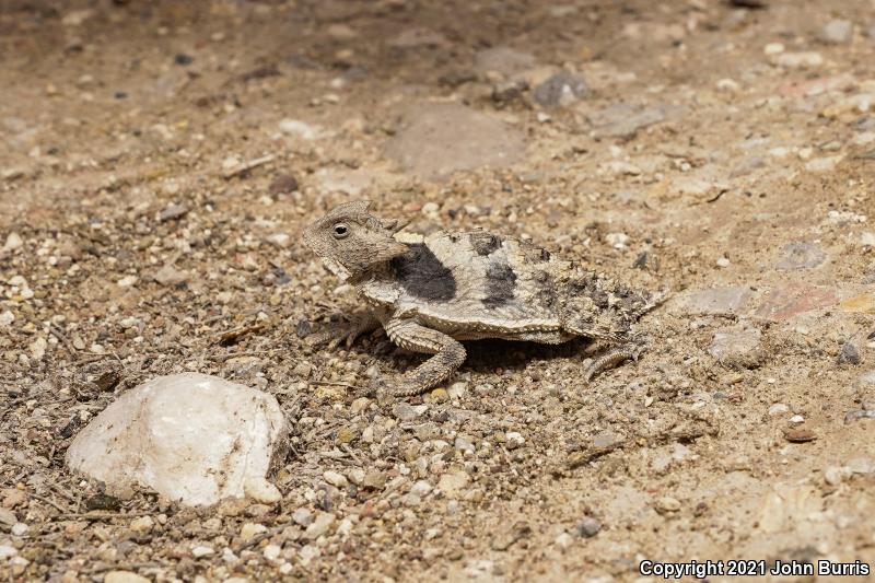 Mexican Horned Lizard (Phrynosoma taurus)