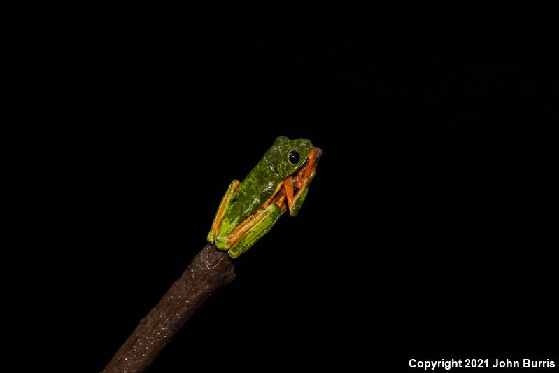 Morelet's Leaf Frog (Agalychnis moreletii)