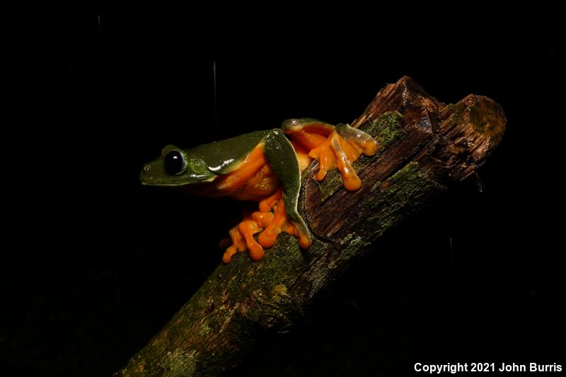 Morelet's Leaf Frog (Agalychnis moreletii)