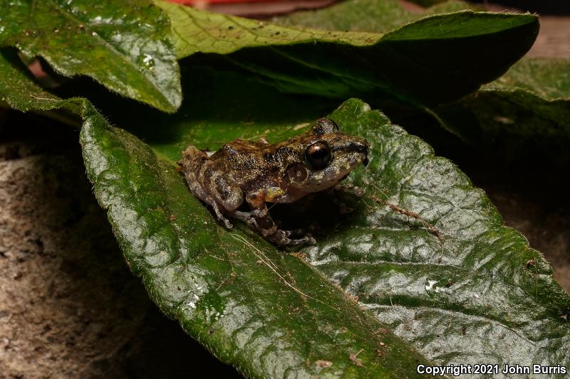 Leprus Chirping Frog (Eleutherodactylus leprus)