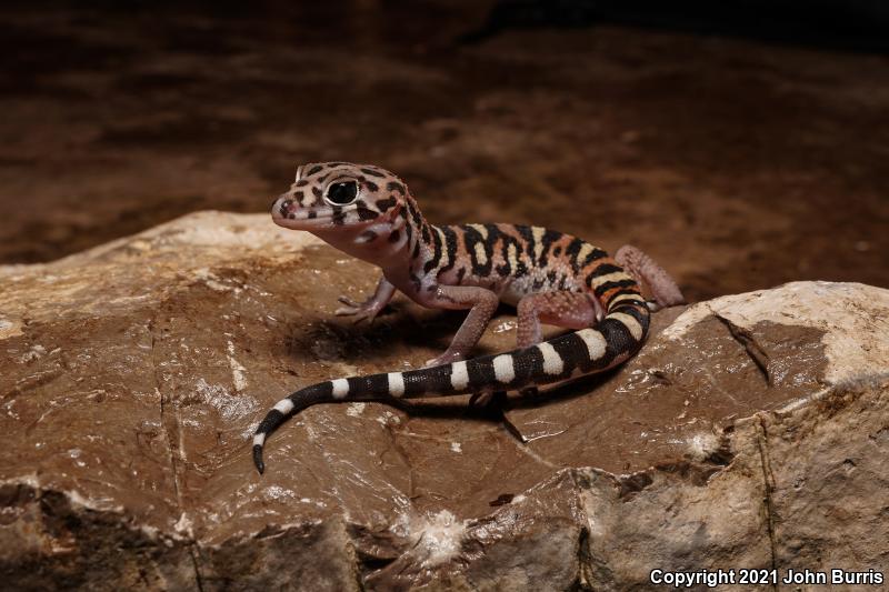 Yucatan Banded Gecko (Coleonyx elegans elegans)