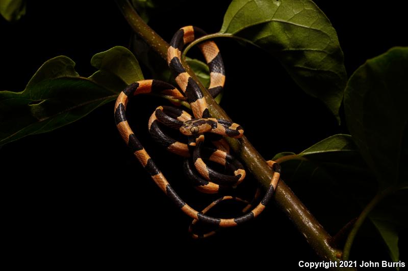 Blunthead Tree Snake (Imantodes cenchoa)