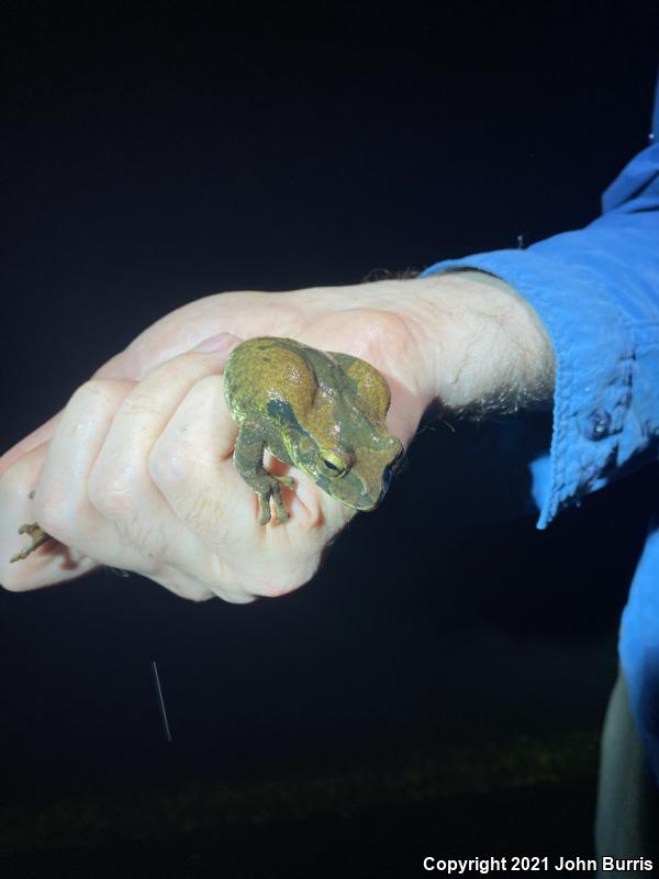 Mexican Treefrog (Smilisca baudinii)