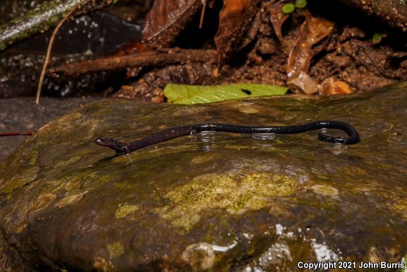 Veracruz Worm Salamander (Pseudoeurycea lineola)