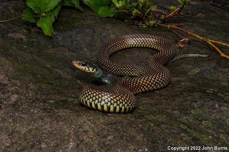 Northern Speckled Racer (Drymobius margaritiferus margaritiferus)