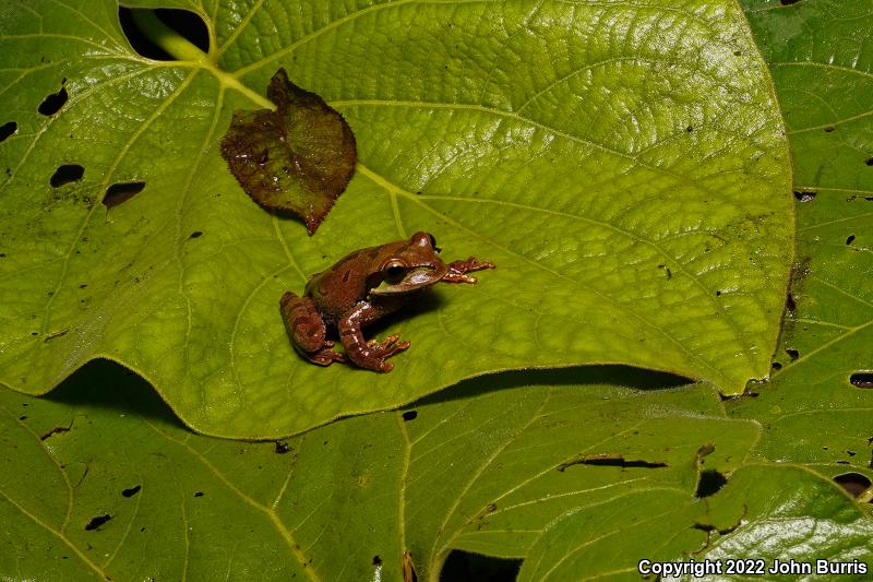 Blue-spotted Mexican Treefrog (Smilisca cyanosticta)