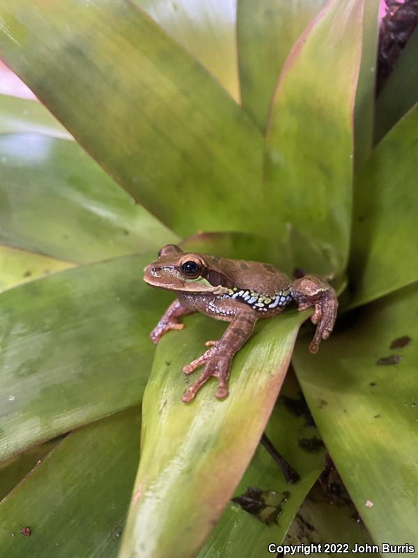 Blue-spotted Mexican Treefrog (Smilisca cyanosticta)