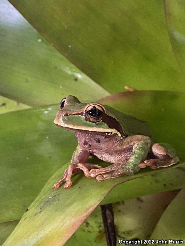 Blue-spotted Mexican Treefrog (Smilisca cyanosticta)