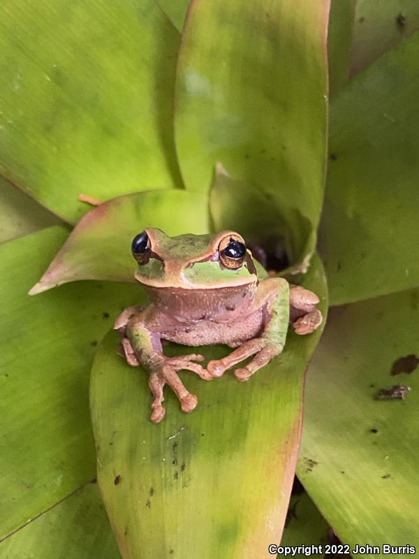 Blue-spotted Mexican Treefrog (Smilisca cyanosticta)