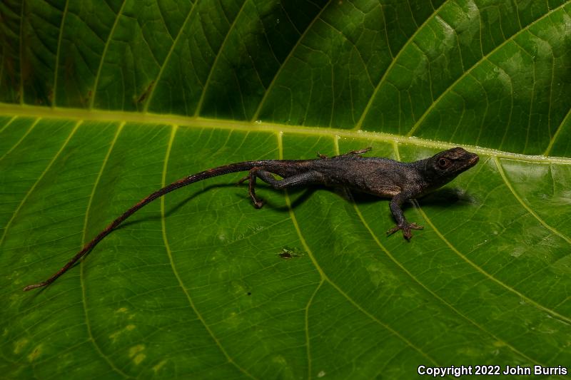 White Anole (Anolis laeviventris)