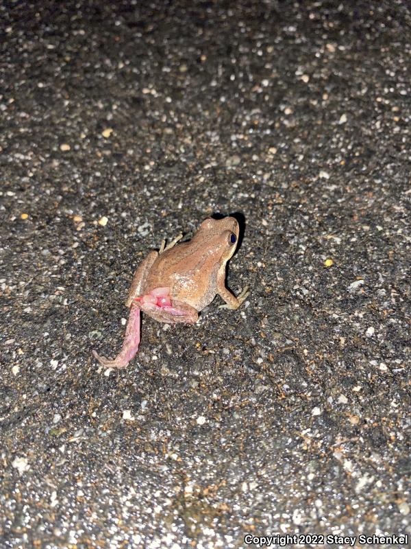 Upland Chorus Frog (Pseudacris feriarum)