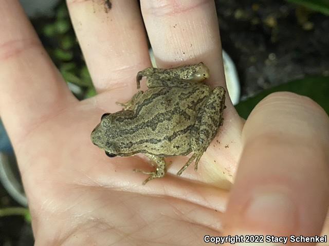 Upland Chorus Frog (Pseudacris feriarum)