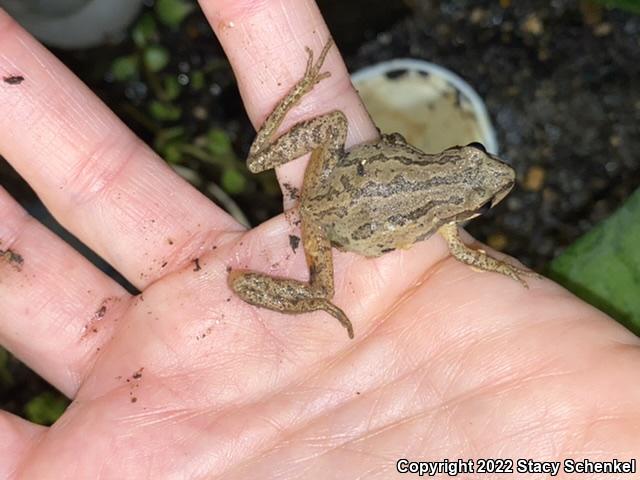 Upland Chorus Frog (Pseudacris feriarum)