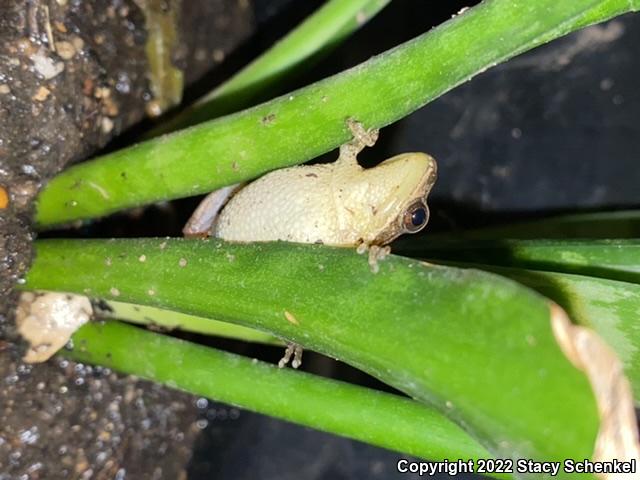 Upland Chorus Frog (Pseudacris feriarum)