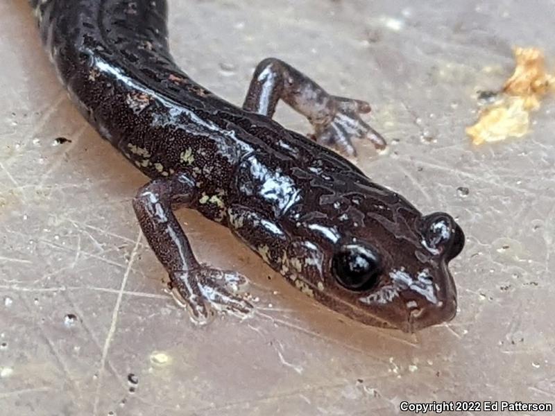 Wehrle's Salamander (Plethodon wehrlei)