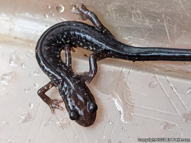 Wehrle's Salamander (Plethodon wehrlei)