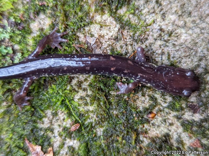 Wehrle's Salamander (Plethodon wehrlei)