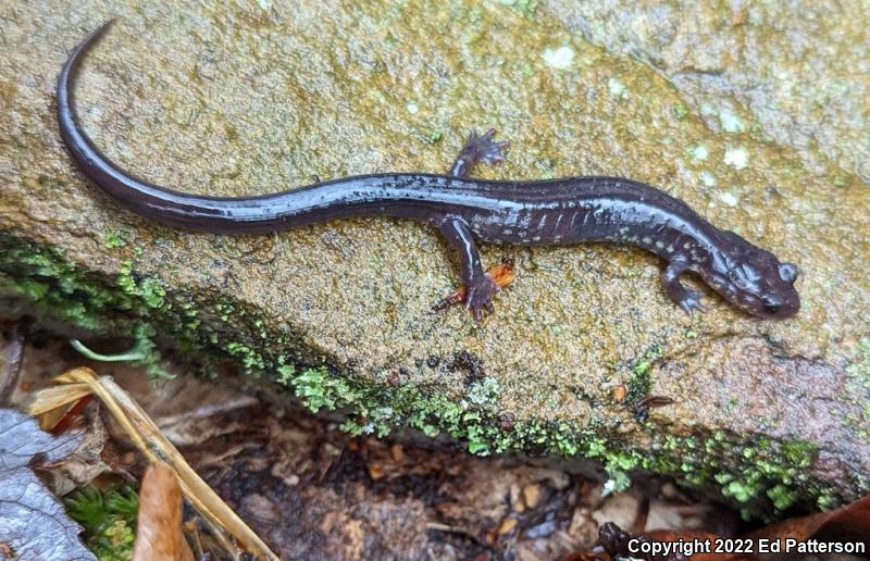 Wehrle's Salamander (Plethodon wehrlei)