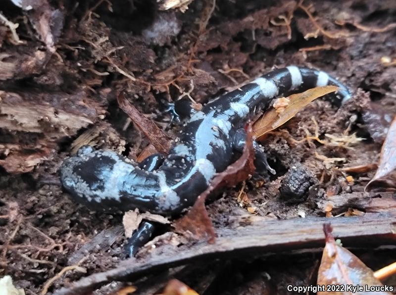 Marbled Salamander (Ambystoma opacum)