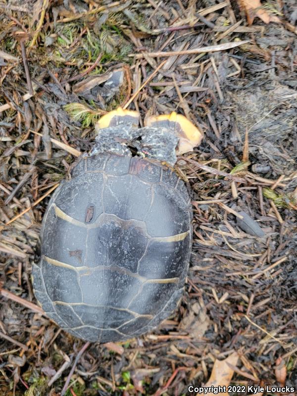 Eastern Painted Turtle (Chrysemys picta picta)