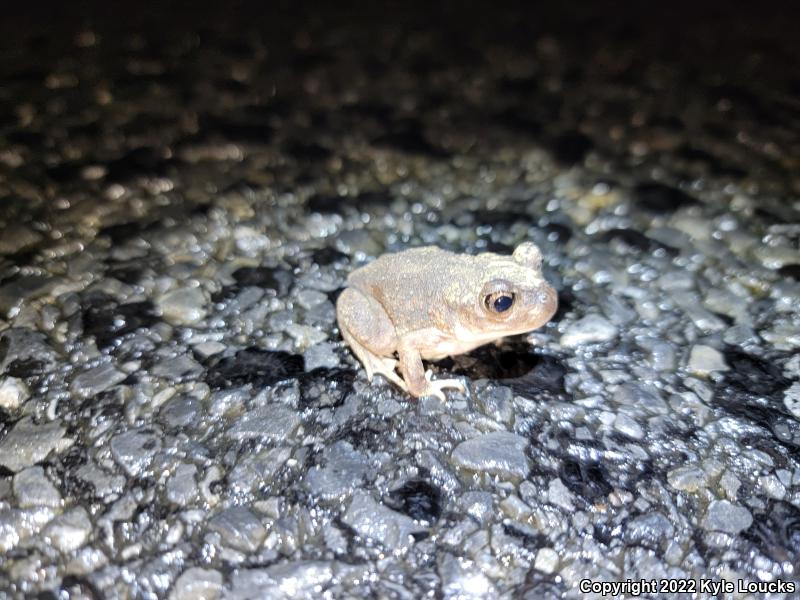 Eastern Spadefoot (Scaphiopus holbrookii)