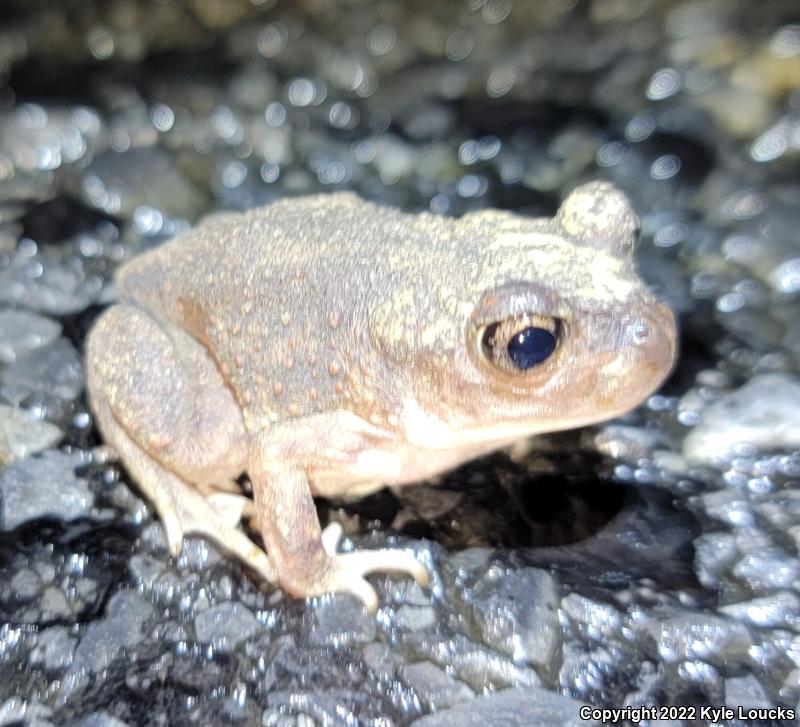 Eastern Spadefoot (Scaphiopus holbrookii)