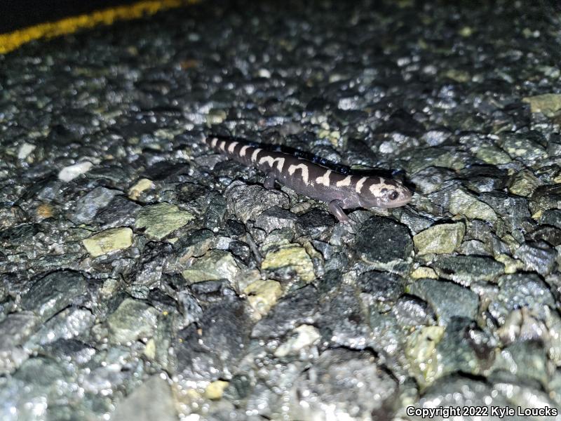 Marbled Salamander (Ambystoma opacum)