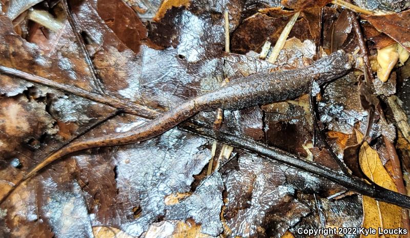 Four-toed Salamander (Hemidactylium scutatum)