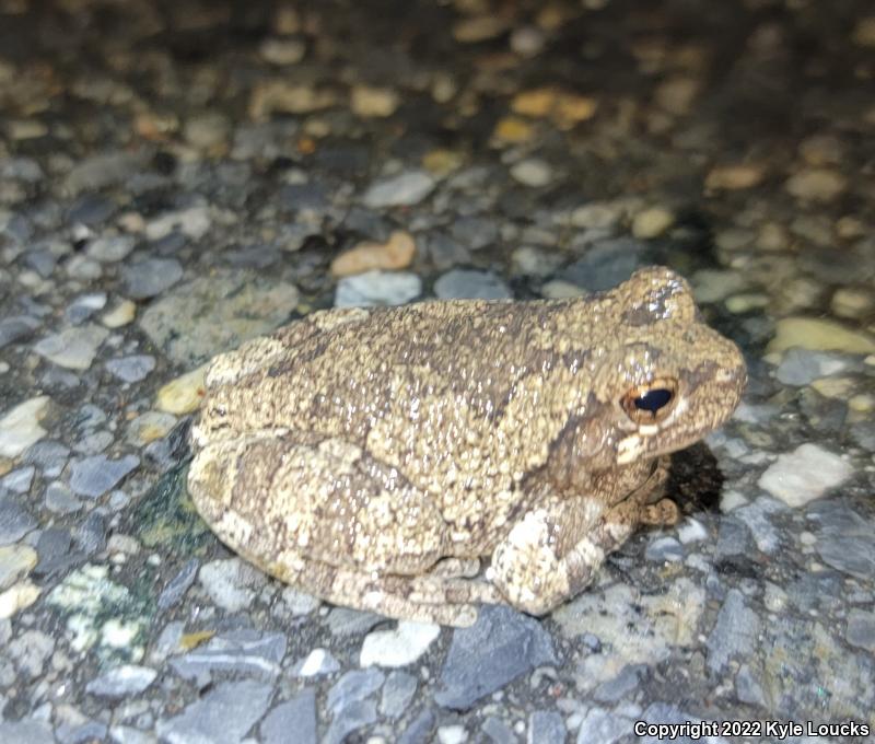 Cope's Gray Treefrog (Hyla chrysoscelis)