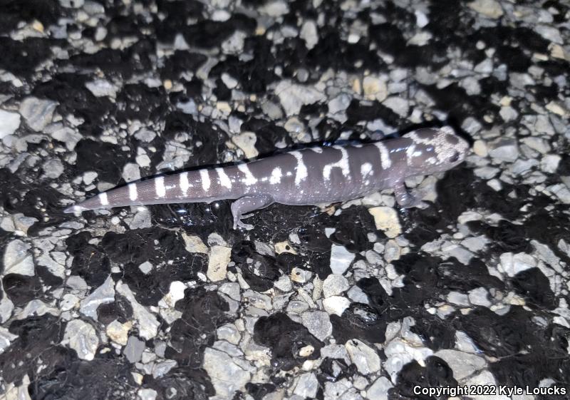 Marbled Salamander (Ambystoma opacum)