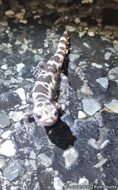 Marbled Salamander (Ambystoma opacum)