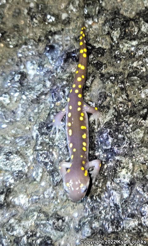 Spotted Salamander (Ambystoma maculatum)