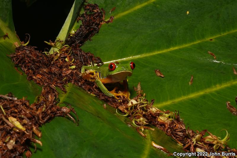 Red-eyed Treefrog (Agalychnis callidryas)