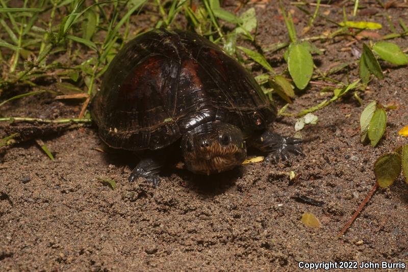 White-lipped Mud Turtle (Kinosternon leucostomum)