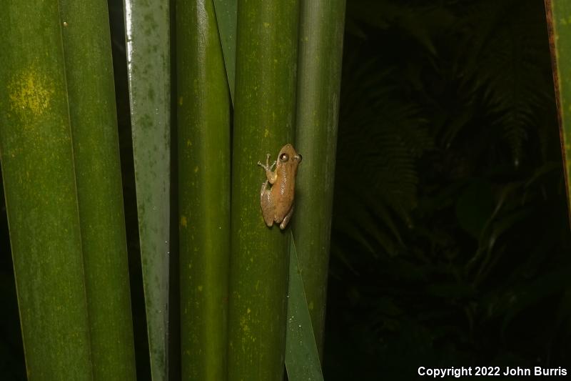 Stauffer's Long-nosed Treefrog (Scinax staufferi)