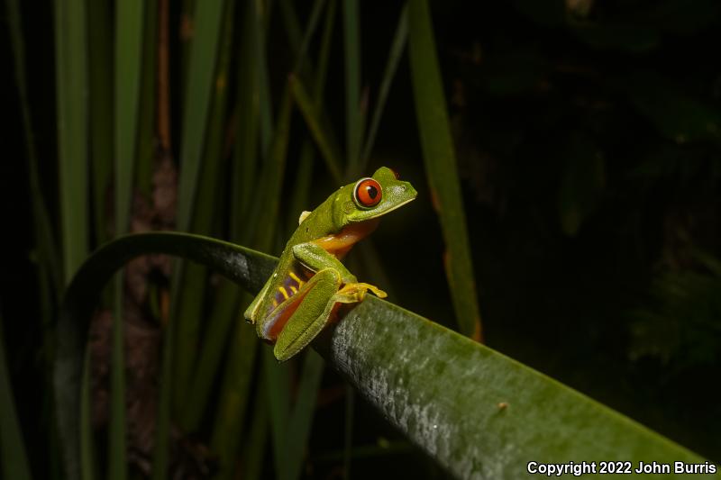 Red-eyed Treefrog (Agalychnis callidryas)