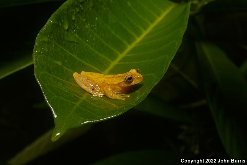 Yellow Treefrog (Dendropsophus microcephalus)