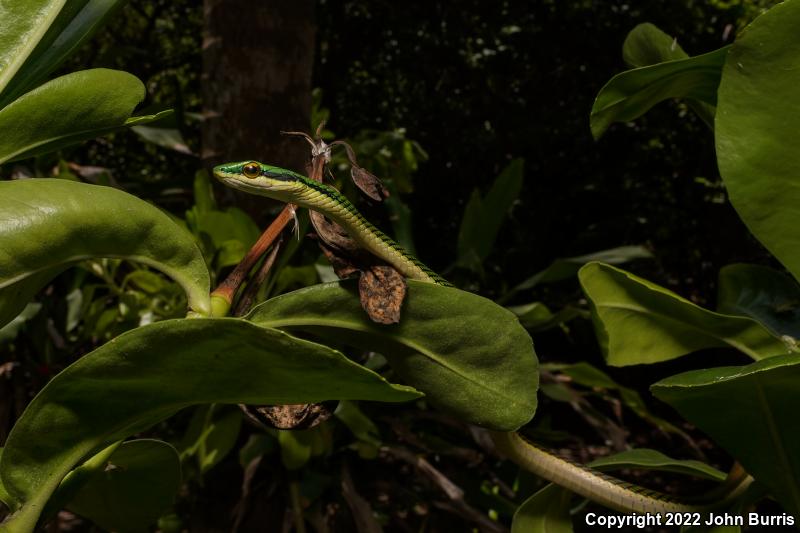 Mexican Parrot Snake (Leptophis mexicanus)