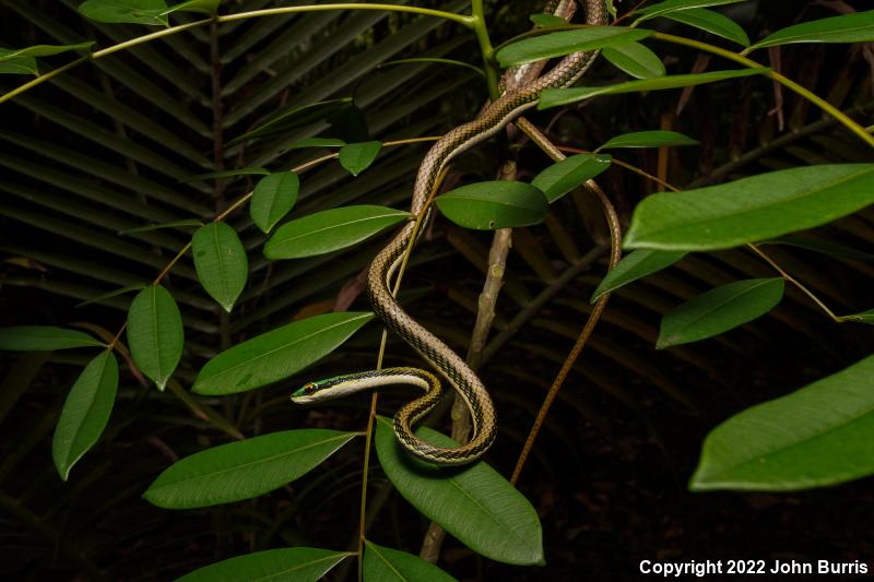 Mexican Parrot Snake (Leptophis mexicanus)