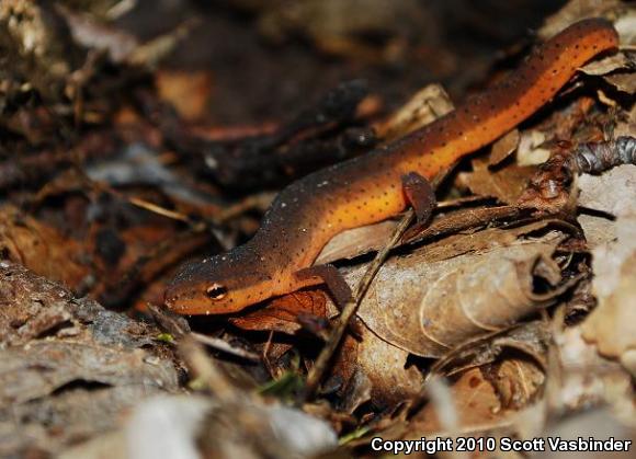 Central Newt (Notophthalmus viridescens louisianensis)