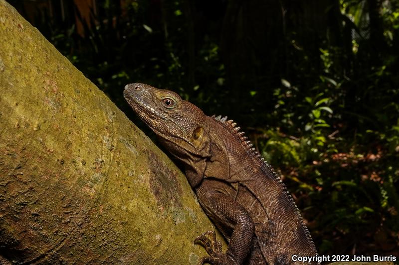 Mexican Spiny-tailed Iguana (Ctenosaura acanthura)