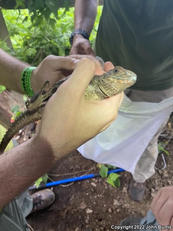 Mexican Spiny-tailed Iguana (Ctenosaura acanthura)