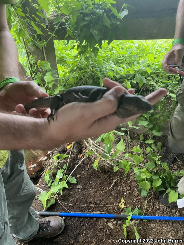 Mexican Spiny-tailed Iguana (Ctenosaura acanthura)