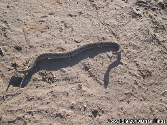 Prairie Rattlesnake (Crotalus viridis)