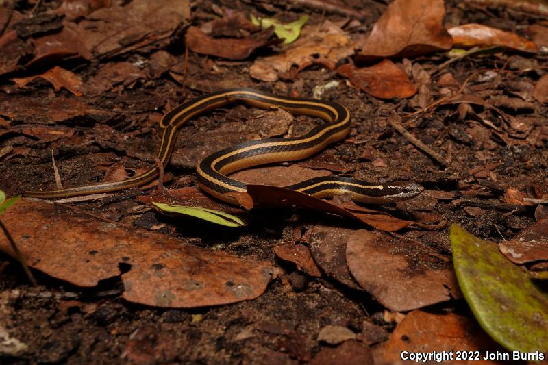 Peter's Black-striped Snake (Coniophanes piceivittis frangivirgatus)