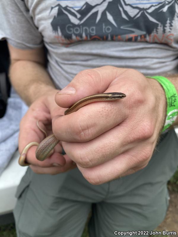 Peter's Black-striped Snake (Coniophanes piceivittis frangivirgatus)